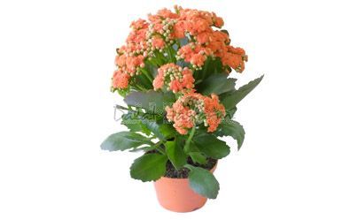 충 겹 카랑코에 꽃화분