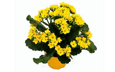 충 단 카랑코에 꽃화분