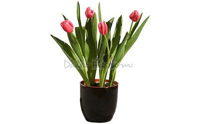달랏 Hasfarm 튤립 화분
