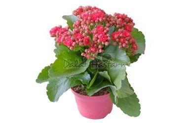 미니 칼랑코에 화분