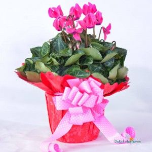 모자이크 이브닝 프림로즈 화분