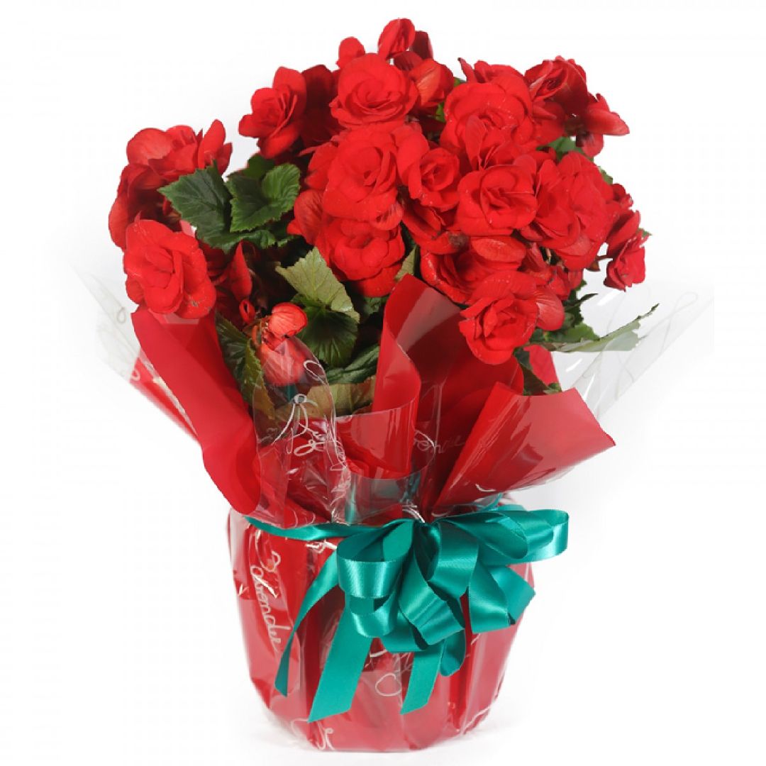 투명지 베고니아 꽃화분