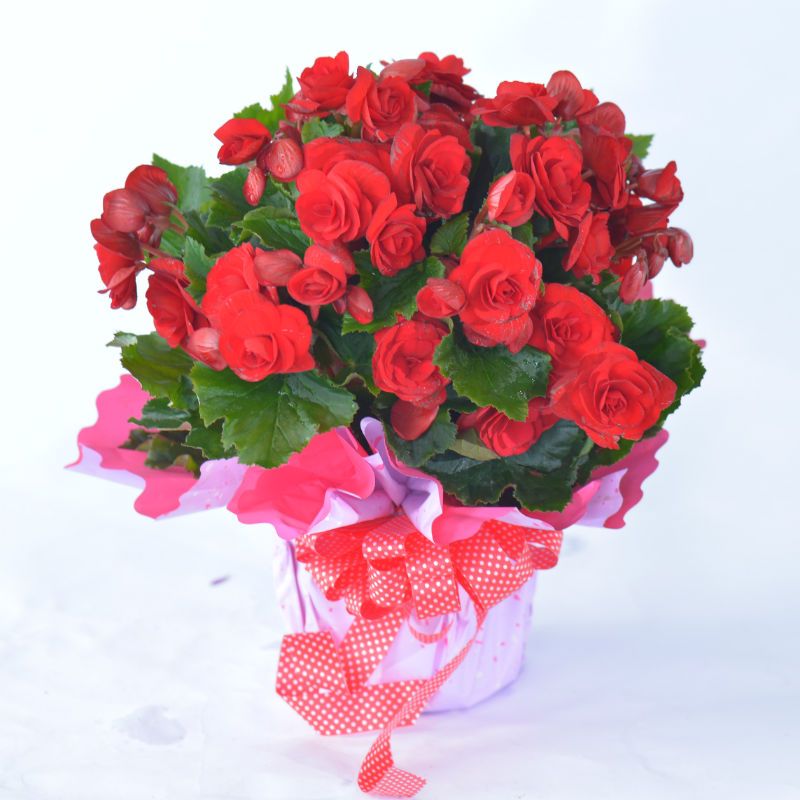 베고니아 꽃화분