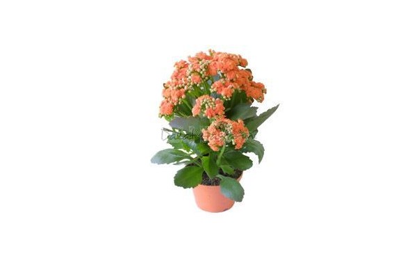 충 겹 카랑코에 꽃화분