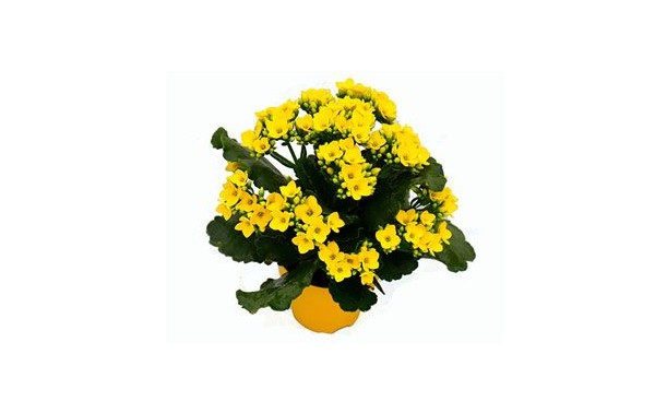 충 단 카랑코에 꽃화분