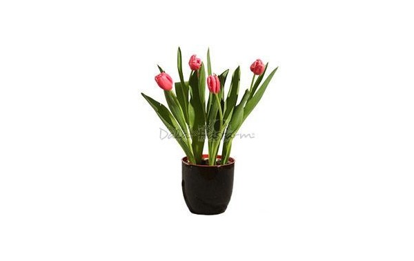 달랏 Hasfarm 튤립 화분