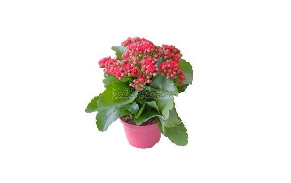 미니 칼랑코에 화분