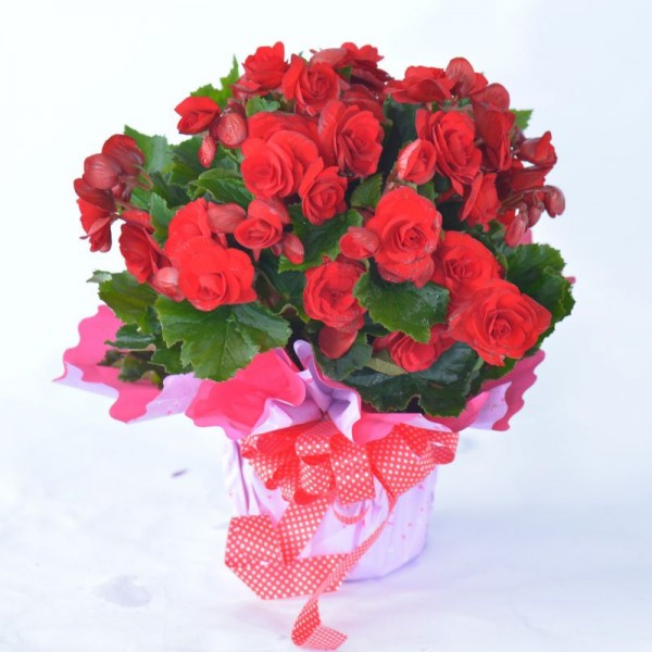 베고니아 꽃화분